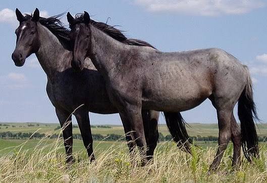 Test Horse 1 Nickname