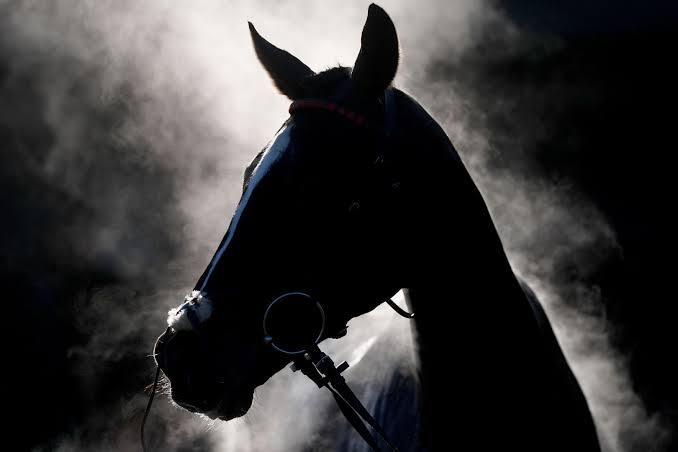 Horse 1